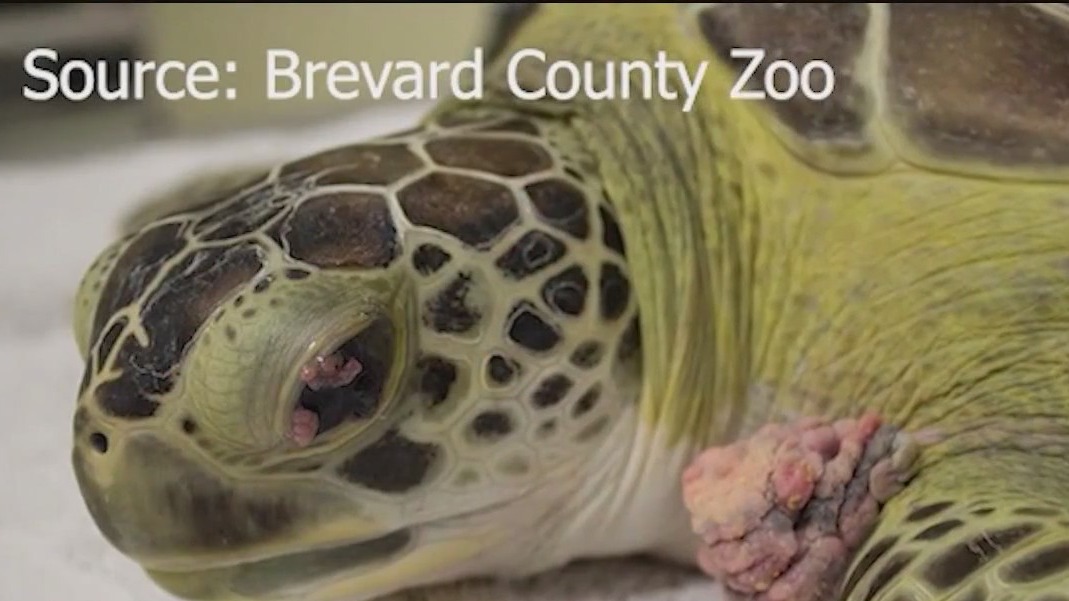 Brevard Zoo working to save endangered turtles infected with form of herpes